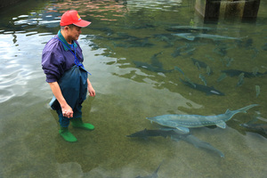 鱘龍魚專業養殖